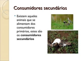 Consumidores secundários
   Existem aqueles
    animais que se
    alimentam dos
    consumidores
    primários, estes são
    os consumidores
    secundários
 