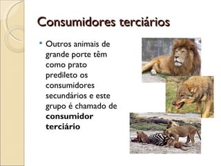 Consumidores terciários
   Outros animais de
    grande porte têm
    como prato
    predileto os
    consumidores
    secundários e este
    grupo é chamado de
    consumidor
    terciário
 