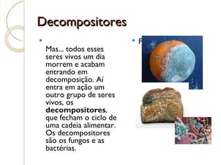Decompositores
                              F
    Mas... todos esses
    seres vivos um dia
    morrem e acabam
    entrando em
    decomposição. Aí
    entra em ação um
    outro grupo de seres
    vivos, os
    decompositores,
    que fecham o ciclo de
    uma cadeia alimentar.
    Os decompositores
    são os fungos e as
    bactérias.
 