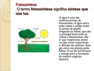 Fotossíntese
O termo fotossíntese significa síntese que
usa luz.
                         A água é uma das
                         matérias-primas da
                         fotossíntese. A água entra
                         pelas raízes e atinge todas
                         as partes da planta,
                         chegando às folhas, que são
                         o principal local onde se
                         realiza a fotossíntese. No
                         ar que respiramos existe
                         um gás muito importante,
                         o dióxido de carbono. Esse
                         gás entra nas plantas pelas
                         folhas. A luz do Sol fornece
                         a energia para a formação
                         da matéria orgânica
                         (açúcar).
 