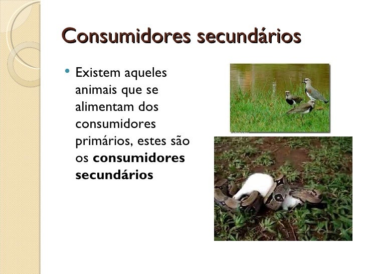 O Que É Consumidor Primário – O que é o consumidor primário? – XVYP