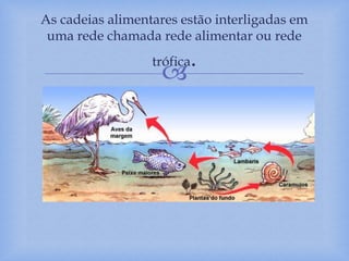 
As cadeias alimentares estão interligadas em
uma rede chamada rede alimentar ou rede
trófica.
 
