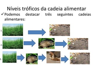 Níveis tróficos da cadeia alimentar
Podemos destacar três seguintes cadeias
alimentares:
1.
2.
3.