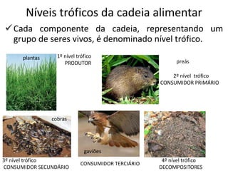 Níveis tróficos da cadeia alimentar
Cada componente da cadeia, representando um
grupo de seres vivos, é denominado nível trófico.
1º nível trófico
PRODUTOR
2º nível trófico
CONSUMIDOR PRIMÁRIO
plantas
preás
3º nível trófico
CONSUMIDOR SECUNDÁRIO
CONSUMIDOR TERCIÁRIO
cobras
gaviões
4º nível trófico
DECOMPOSITORES