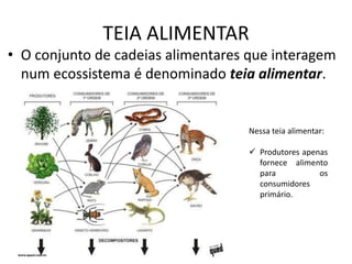 TEIA ALIMENTAR
• O conjunto de cadeias alimentares que interagem
num ecossistema é denominado teia alimentar.
Nessa teia alimentar:
Produtores apenas
fornece alimento
para os
consumidores
primário.