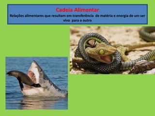 Cadeia Alimentar
Relações alimentares que resultam em transferência de matéria e energia de um ser
vivo para o outro
 