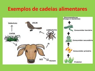 Exemplos de cadeias alimentares
 