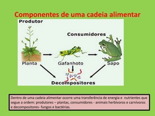 Componentes de uma cadeia alimentar
Dentro de uma cadeia alimentar ocorre uma transferência de energia e nutrientes que
segue a ordem: produtores – plantas, consumidores - animais herbívoros e carnívoros
e decompositores- fungos e bactérias.
 