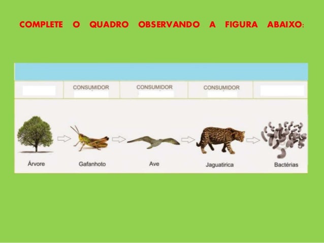 Cadeia alimentar
