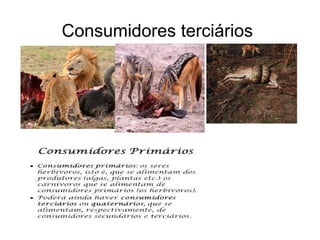 Consumidores terciários
 