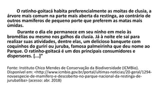 O ratinho-goitacá habita preferencialmente as moitas de clusia, a
árvore mais comum na parte mais aberta da restinga, ao contrário de
outros mamíferos de pequeno porte que preferem as matas mais
úmidas.
Durante o dia ele permanece em seu ninho em meio às
bromélias ou mesmo nos galhos da clusia. Já à noite ele sai para
realizar suas atividades, dentre elas, um delicioso banquete com
coquinhos do guriri ou juruba, famosa palmeirinha que deu nome ao
Parque. O ratinho-goitacá é um dos principais consumidores e
dispersores. [...]”
Fonte: Instituto Chico Mendes de Conservação da Biodiversidade (ICMBio).
Disponível em: <http://www.icmbio.gov.br/portal/ultimas-noticias/20-geral/1294-
novaespecie-de-mamifero-e-descoberto-no-parque-nacional-da-restinga-de-
jurubatiba> (acesso: abr. 2018)
 