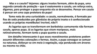 Mas e o casulo? Vejamos: alguns insetos formam, além da pupa, uma
segunda camada de proteção – que é exatamente o casulo, um reforço extra,
digamos, para proteger a pupa enquanto ela se desenvolve. Pensar em casulo
é pensar em uma capa protetora da pupa!
Tome nota de uma curiosidade: o casulo, normalmente, é formado por
fios de seda produzidos por glândulas do próprio inseto e é confeccionado
usando as próprias mandíbulas! Incrível, não?!
As lagartas que se transformam em borboletas comumente não formam
casulo, apenas pupa. Já as lagartas que viram mariposas, mais
rotineiramente, formam tanto a pupa quanto o casulo.
Um detalhe interessante é que esses revestimentos protetores podem
assumir diferentes colorações e formas. Assim, a pupa consegue se camuar
na natureza, disfarçar-se em meio à vegetação, seja pendurada em árvores
ou mesmo no chão.
 