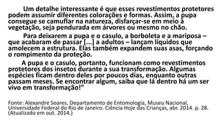 Um detalhe interessante é que esses revestimentos protetores
podem assumir diferentes colorações e formas. Assim, a pupa
consegue se camuflar na natureza, disfarçar-se em meio à
vegetação, seja pendurada em árvores ou mesmo no chão.
Para deixarem a pupa e o casulo, a borboleta e a mariposa –
que acabaram de passar [...] a adultos – lançam líquidos que
amolecem a estrutura. Elas também expandem suas asas, forçando
o rompimento da proteção.
A pupa e o casulo, portanto, funcionam como revestimentos
protetores dos insetos durante a sua transformação. Algumas
espécies ficam dentro deles por poucos dias, enquanto outras
passam meses. Se encontrar algum, saiba que lá dentro há um ser
vivo em transformação!”
Fonte: Alexandre Soares, Departamento de Entomologia, Museu Nacional,
Universidade Federal do Rio de Janeiro. Ciência Hoje das Crianças, abr. 2014. p. 28.
(Atualizado em out. 2014.)
 