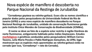 Nova espécie de mamífero é descoberta no
Parque Nacional da Restinga de Jurubatiba
“Cerradomys goytaca ou ratinho-goitacá. Esses são os nomes científico e
popular dados pelos pesquisadores da Universidade Federal do Rio de
Janeiro (UFRJ) a uma nova espécie de mamífero descoberta no Parque
Nacional Restinga de Jurubatiba, unidade de conservação fluminense gerida
pelo Instituto Chico Mendes de Conservação da Biodiversidade (ICMBio).
O nome se deve ao fato de a espécie estar restrita à região litorânea do
norte fluminense, antigamente habitada pelos índios Goytacazes. Estudos
morfológicos e genéticos conduzidos pelos pesquisadores William Correa
Tavares, Leila Maria Pessôa e Pablo Rodrigues Gonçalves, da UFRJ, logo
mostraram que as espécies mais aparentadas ao ratinho-goitacá estão no
cerrado (por isso, ‘Cerradomys’ = rato do Cerrado).
 