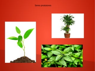 Seres produtores
 