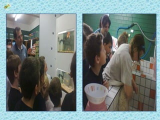 Cadeia alimentar lisa