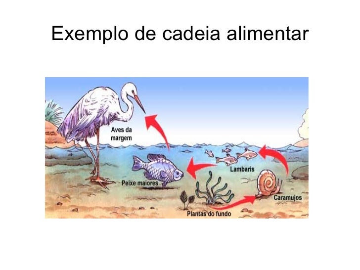 Cadeia alimentar norma e ilma