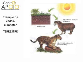 Exemplo de
                                 CONSUMIDOR PRIMÁRIO
   cadeia                        (CAPIVARA)

 alimentar   PRODUTORES



TERRESTRE


                          CONSUMIDOR SECUNDÁRIO
                          (ONÇA PINTADA)
 