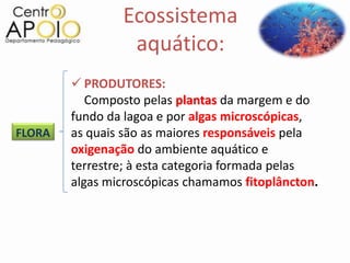 Ecossistema
                 aquático:
         PRODUTORES:
           Composto pelas plantas da margem e do
        fundo da lagoa e por algas microscópicas,
FLORA   as quais são as maiores responsáveis pela
        oxigenação do ambiente aquático e
        terrestre; à esta categoria formada pelas
        algas microscópicas chamamos fitoplâncton.
 