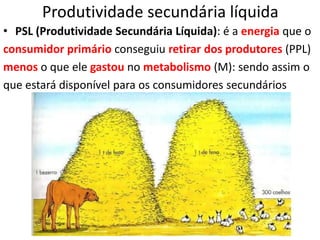 Produtividade secundária líquida
• PSL (Produtividade Secundária Líquida): é a energia que o
consumidor primário conseguiu retirar dos produtores (PPL)
menos o que ele gastou no metabolismo (M): sendo assim o
que estará disponível para os consumidores secundários
 