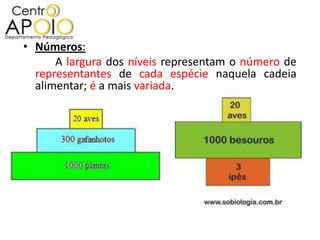 • Números:
      A largura dos níveis representam o número de
  representantes de cada espécie naquela cadeia
  alimentar; é a mais variada.
 