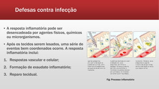 Defesas contra infecção
▪ A resposta inflamatória pode ser
desencadeada por agentes físicos, químicos
ou microrganismos.
▪ Após os tecidos serem lesados, uma série de
eventos bem coordenados ocorre. A resposta
inflamatória inclui:
1. Respostas vascular e celular;
2. Formação de exsudato inflamatório;
3. Reparo tecidual.
Fig: Processo inflamatório
 
