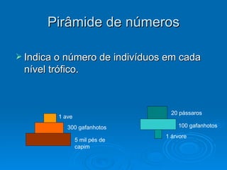 Indica o número de indivíduos em cada nível trófico. Pirâmide de números 5 mil pés de capim 300 gafanhotos 1 ave 1 árvore  100 gafanhotos 20 pássaros 