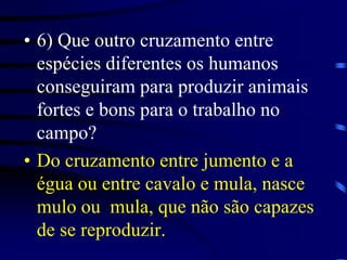 6) Que outro cruzamento entre espécies diferentes os humanos conseguiram para produzir animais fortes e bons para o trabalho no campo?Do cruzamento entre jumento e a égua ou entre cavalo e mula, nasce  mulo ou  mula, que não são capazes de se reproduzir.