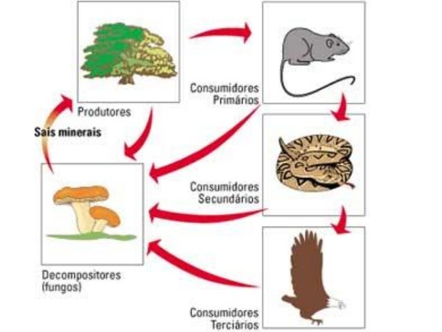 Resultado de imagem para cadeia alimentar
