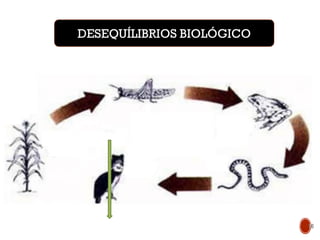 Aumento
do
nível
trófico DESEQUÍLIBRIOS BIOLÓGICO
10
 