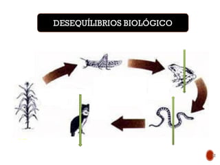 Aumento
do
nível
trófico DESEQUÍLIBRIOS BIOLÓGICO
12
 