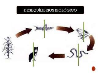 Aumento
do
nível
trófico DESEQUÍLIBRIOS BIOLÓGICO
13
 
