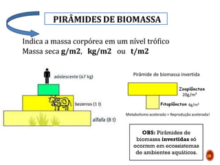 PIRÂMIDES DE BIOMASSA
ECOSSISTE
19
Indica a massa corpórea em um nível trófico
Massa seca g/m2, kg/m2 ou t/m2
OBS: Pirâmides de
biomassa invertidas só
ocorrem em ecossistemas
de ambientes aquáticos.
 