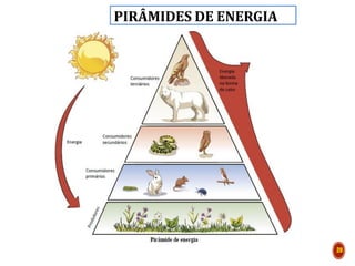 PIRÂMIDES DE ENERGIA
ECOSSISTE
20
 