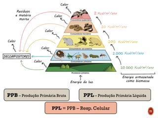 21
PPB – Produção Primária Bruta PPL – Produção Primária Líquida
PPL = PPB – Resp.Celular
 