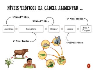 Gramínea Gafanhoto Roedor Coruja
Bac. /
Fungos
1º Nível Trófico
2º Nível Trófico
3º Nível Trófico
4º Nível Trófico
5º Nível Trófico
5
 