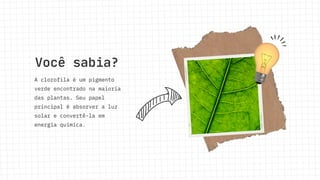 A clorofila é um pigmento
verde encontrado na maioria
das plantas. Seu papel
principal é absorver a luz
solar e convertê-la em
energia química.
Você sabia?
 