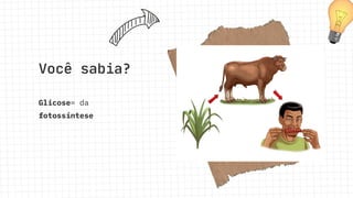 Glicose= da
fotossíntese
Você sabia?
 