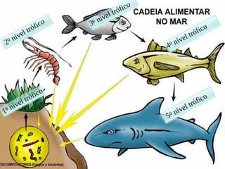 1
o nível trófico
2
o nível trófico
4o nível trófico3o nível trófico
5o nível trófico
 