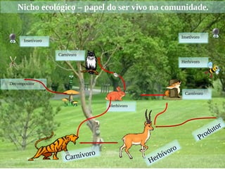 Produtor
Herbívoro
Carnívoro
Herbívoro
Carnívoro
Nicho ecológico – papel do ser vivo na comunidade.
Carnívoro
Decompositor
Herbívoro
Insetívoro
Insetívoro
 