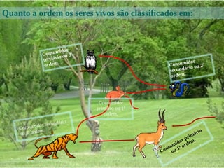 Consumidor primário
ou 1ª ordem.
Quanto a ordem os seres vivos são classificados em:
Consumidor
terciário ou 3ª
ordem.
Consumidor secundário
ou 2ª ordem.
Consumidor
secundário ou 2ª
ordem.
Consumidor
primário ou 1ª
ordem.
 
