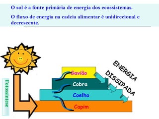 O sol é a fonte primária de energia dos ecossistemas.
O fluxo de energia na cadeia alimentar é unidirecional e
decrescente.
Capim
Coelho
Cobra
Gavião
EN
ERGIA
DISSIPADA
Fotossíntese
 