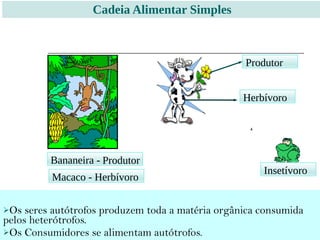 Bananeira -
Macaco - Herbívoro
Produtor
Herbívoro
Insetívoro
Os seres autótrofos produzem toda a matéria orgânica consumida
pelos heterótrofos.
Os Consumidores se alimentam autótrofos.
Cadeia Alimentar Simples
Produtor
 