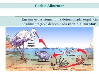 Em um ecossistema, uma determinada sequência
de alimentação é denominada cadeia alimentar
Cadeia Alimentar
 
