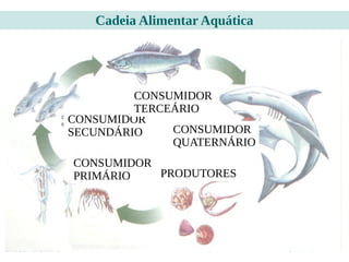PRODUTORES
CONSUMIDOR
PRIMÁRIO
CONSUMIDOR
SECUNDÁRIO
CONSUMIDOR
TERCEÁRIO
CONSUMIDOR
QUATERNÁRIO
Cadeia Alimentar Aquática
 