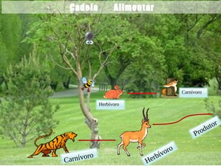 Produtor
Herbívoro
Carnívoro
Herbívoro
Carnívoro
Cadeia Alimentar
 
