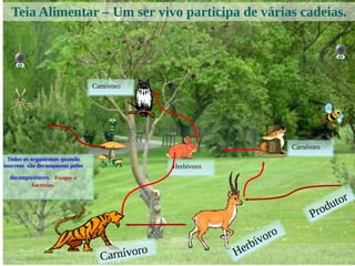 Produtor
Herbívoro
Carnívoro
Herbívoro
Carnívoro
Teia Alimentar – Um ser vivo participa de várias cadeias.
Carnívoro
Todos os organismos quando
morrem são decompostos pelos
decompositores. Fungos e
bactérias.
 