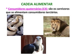 CADEIA ALIMENTAR
* Consumidores quaternários (C4): são os carnívoros
que se alimentam consumidores terciários.
 