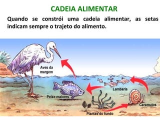 CADEIA ALIMENTAR
Quando se constrói uma cadeia alimentar, as setas
indicam sempre o trajeto do alimento.
 