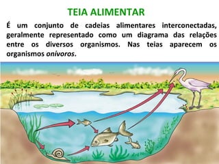TEIA ALIMENTAR
É um conjunto de cadeias alimentares interconectadas,
geralmente representado como um diagrama das relações
entre os diversos organismos. Nas teias aparecem os
organismos onívoros.
 